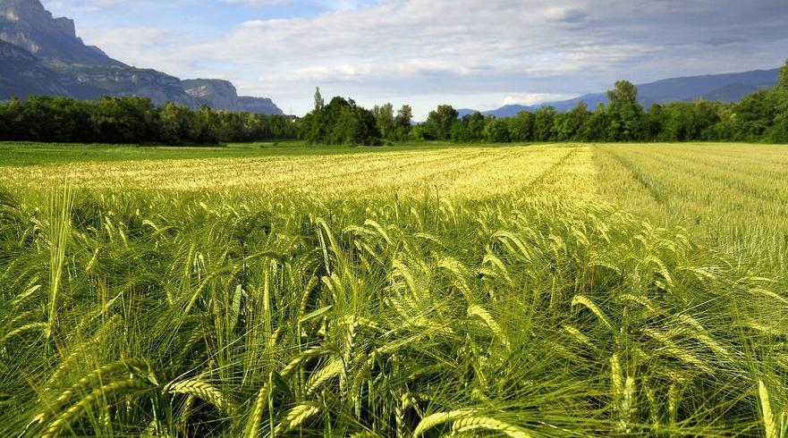 Campagne agricole 2020/2021: voici l'état d'avancement de l’installation des cu…