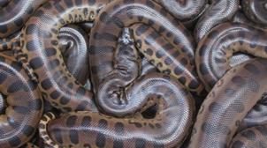 Crocoparc d’Agadir : Naissance de 27 bébés anacondas qui rejoindront d’autres p…