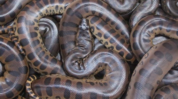 Crocoparc d’Agadir : Naissance de 27 bébés anacondas qui rejoindront d’autres p…