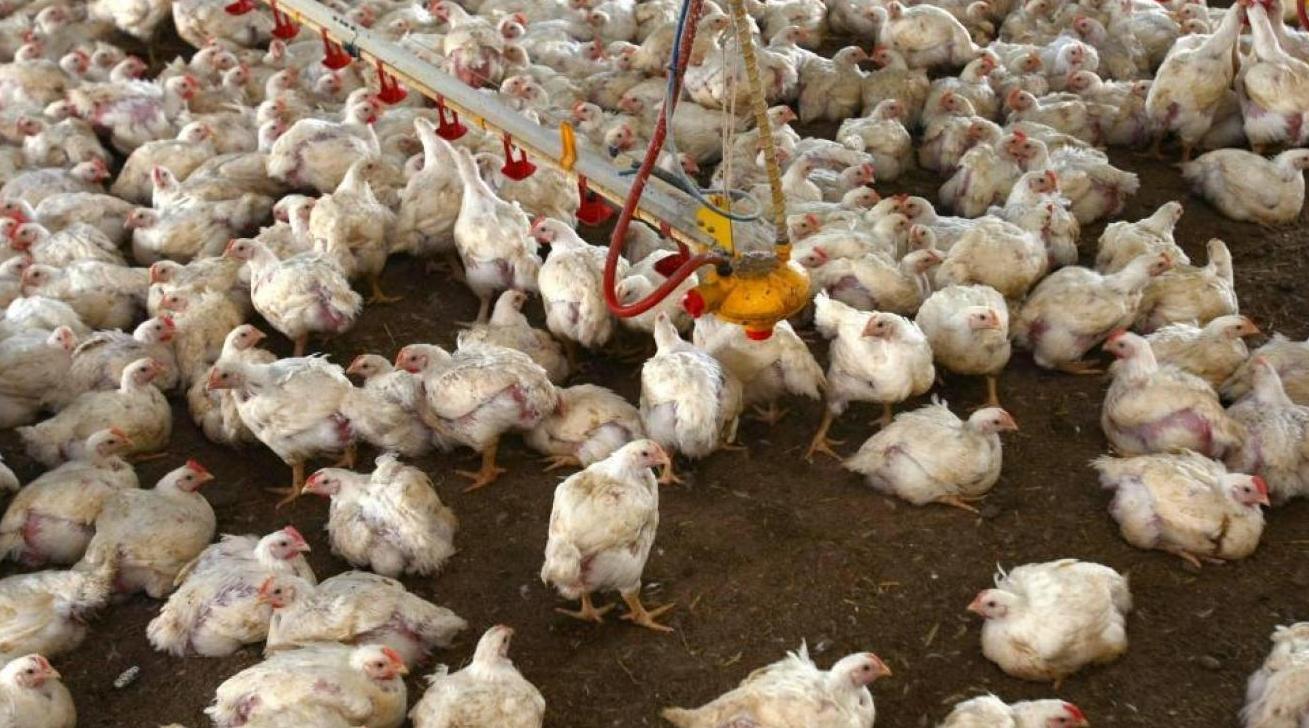 France/grippe aviaire: Pas de risque de transmission à l'homme (ministre)