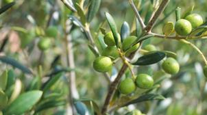 Taounate: 13.000 hectares d’oliviers seront plantés en 2021 (DPA)