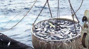 Hausse de 25% de la quantité de poisson commercialisée au marché de gros de Tan…