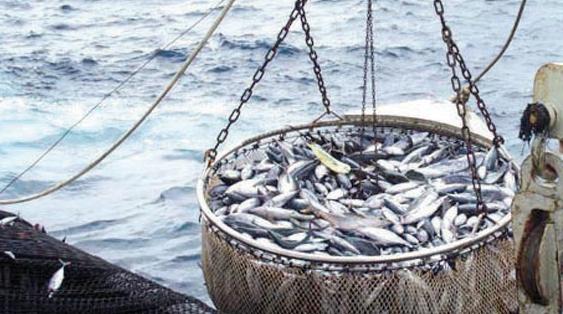 Hausse de 25% de la quantité de poisson commercialisée au marché de gros de Tan…