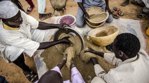 Trois pays africains et le Yémen menacés de sombrer dans la famine (FAO/PAM)