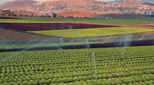 موسم فلاحي واعد بفضل التساقطات المطرية الأخيرة