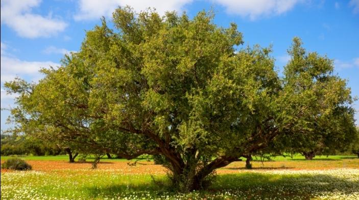 سيترأسه أخنوش..المغرب والأمم المتحدة يخلدان اليوم العالمي الأول لشجرة الأركان