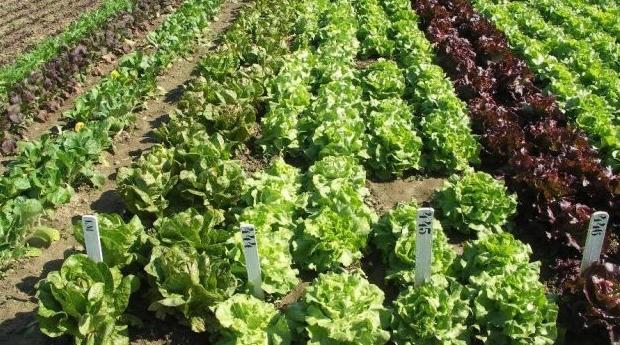 Campagne agricole 2020/2021: Les perspectives s'améliorent avec les dernières p…