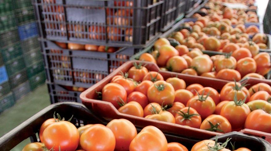 Plus d'un million de tonnes de primeurs exportées jusqu'au 17 mai (Akhannouch)