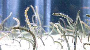 Tokyo : Un aquarium supplie les internautes de parler à leurs anguilles