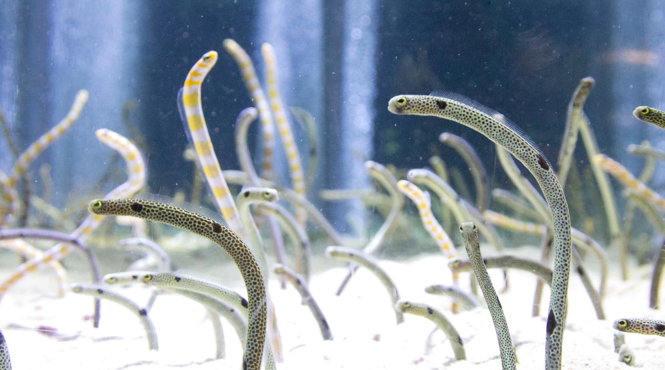 Tokyo : Un aquarium supplie les internautes de parler à leurs anguilles