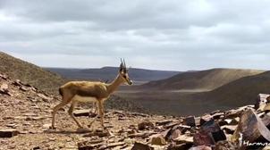 Tiznit: trois braconniers condamnés pour chasse illégale des Gazelles de cuvier