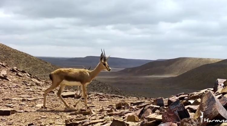 Tiznit: trois braconniers condamnés pour chasse illégale des Gazelles de cuvier