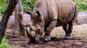Environnement: 500 espèces sont menacées d’extinction d’ici 20 ans