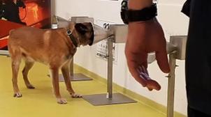 Covid-19: les chiens capables de détecter le virus dans la transpiration