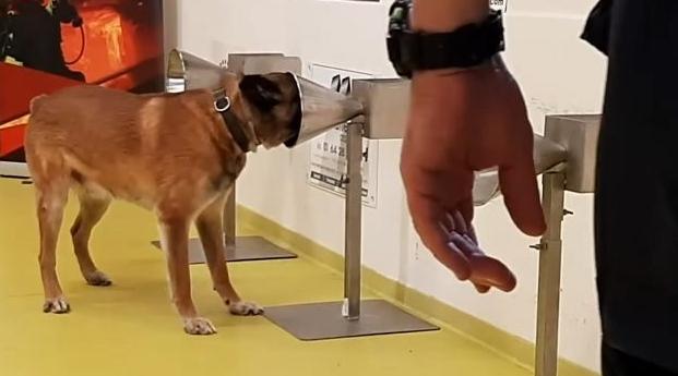 Covid-19: les chiens capables de détecter le virus dans la transpiration