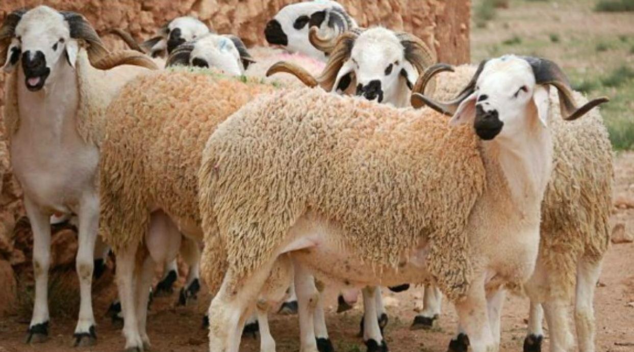Maroc / Aïd Al Adha 1442: l'offre en ovins et caprins couvre largement la deman…