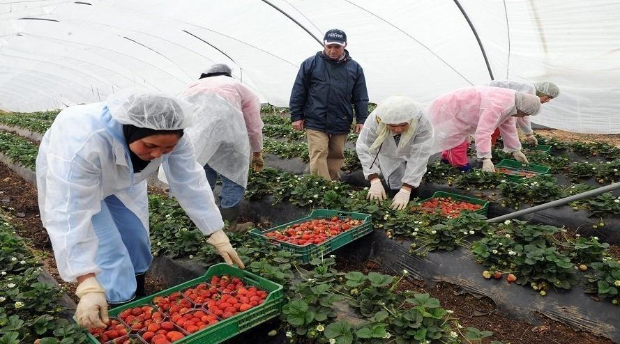 مسؤول: مشروع تعميم الحماية الإجتماعية رافعة لصيانة حقوق العاملين في القطاع غي...