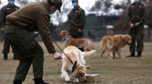 Avec une formation appropriée, les chiens sont capables de repérer les personne…