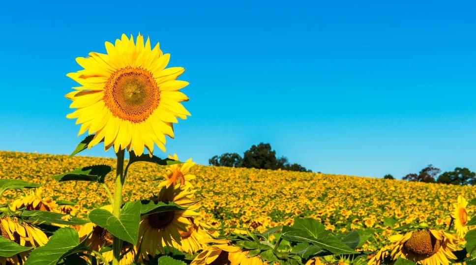 Météo : Persistance du temps chaud ce jeudi 9 juillet