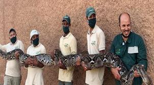 Agadir: Le plus grand serpent du Maroc vit à Crocoparc