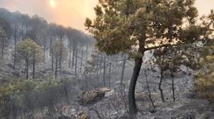 Feu de forêt à M'diq-Fnidek: 50 hectares ravagés (Photos-Vidéo)