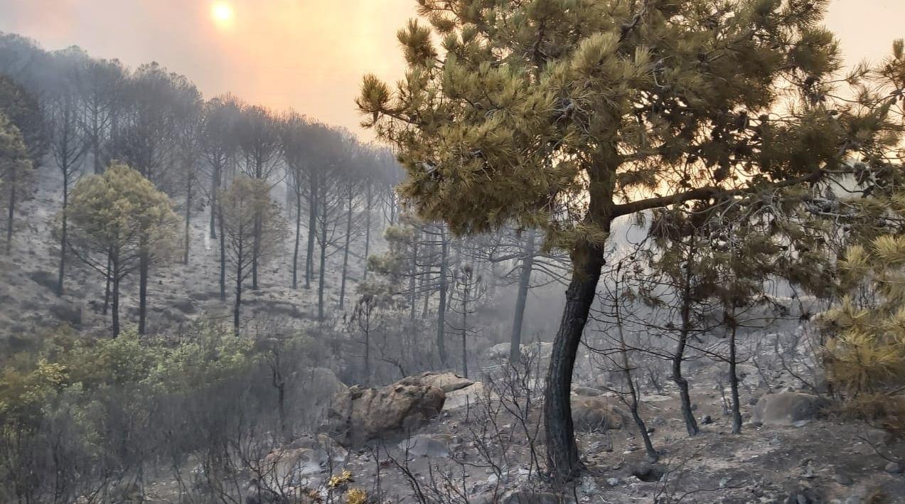 M'diq-Fnideq: un feu de forêt maîtrisé, plus de 1.020 ha ravagés