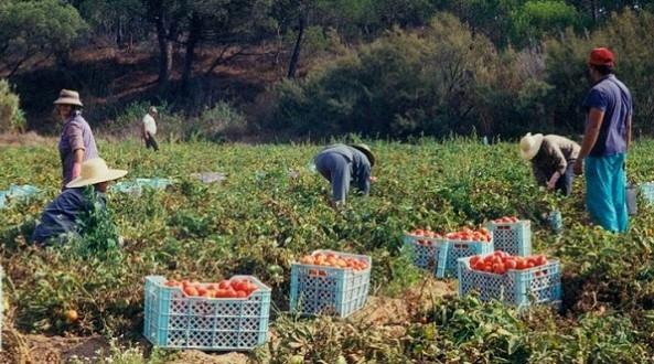 Maroc: l'économie marocaine a perdu 589.000 postes d'emploi au T2-2020 (HCP)