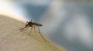 Virus du Nil occidental: le bilan monte à 4 morts en Espagne