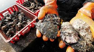 Cabo Negro-Martil: Interdiction de la récolte et commercialisation des coquilla…