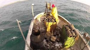 Campagne d'été de pêche de poulpe : Plus de 3.800 T débarqués à Dakhla