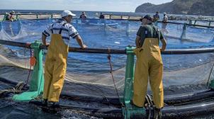 Aquaculture: appel à manifestation d'intérêt pour l’accompagnement de projets i…