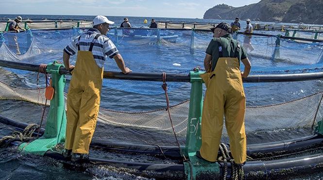 Aquaculture: appel à manifestation d'intérêt pour l’accompagnement de projets i…