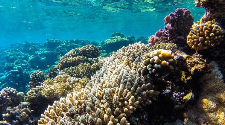 Le changement climatique derrière la disparition de 14% du corail dans le monde…