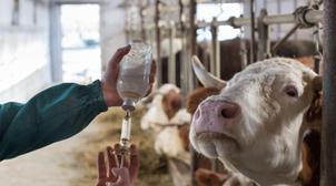 Élevage/Chaîne alimentaire: Le Maroc en mesure de mener à bien la lutte contre …