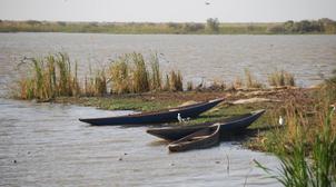 La grippe aviaire se propage en Mauritanie (Ministère)
