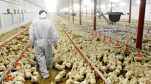 France: Plus d’1 million d'animaux supplémentaires à abattre pour freiner la gr…