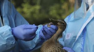 Grippe aviaire H5N8: la Russie dit avoir détecté le premier cas de transmission…