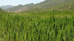 Cannabis médical : ce que le Maroc peut en tirer (Etudes)