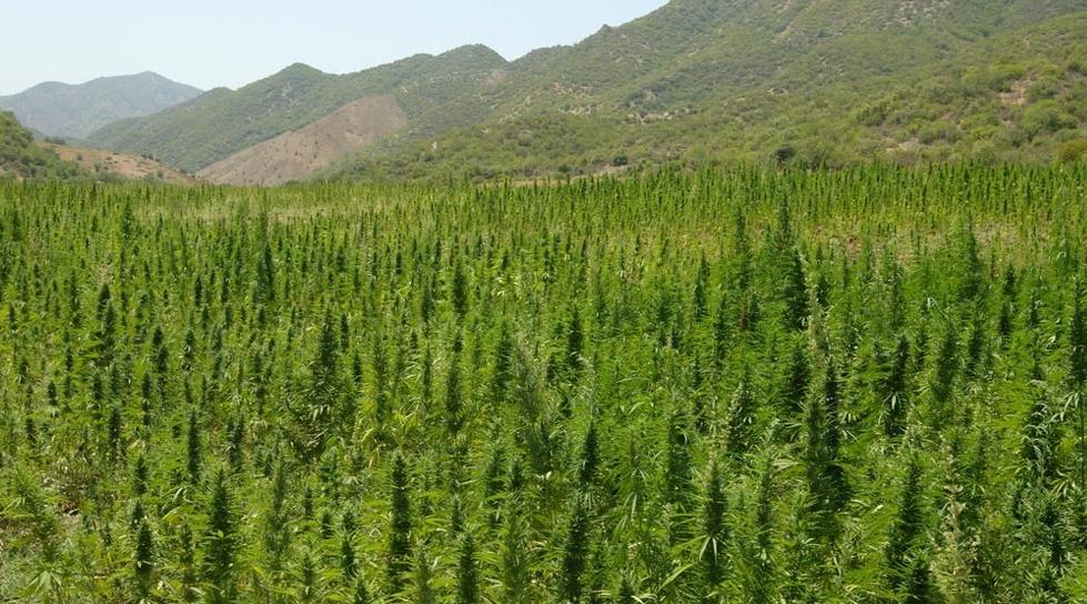 Culture, production, transformation et exportation du cannabis... Ce que prévoi…