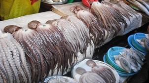 Ouverture de la pêche du poulpe pour la saison d'hiver à Dakhla