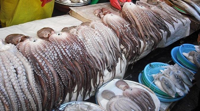 Ouverture de la pêche du poulpe pour la saison d'hiver à Dakhla