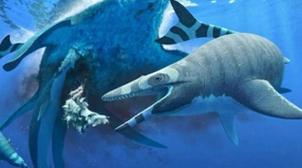 Une nouvelle espèce d'un lézard marin découverte au Maroc