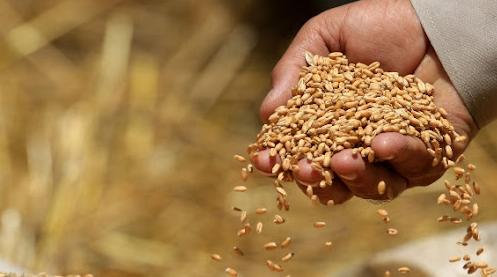 Béni Mellal-Khénifra : la superficie semée en céréales d'automne dans la région…