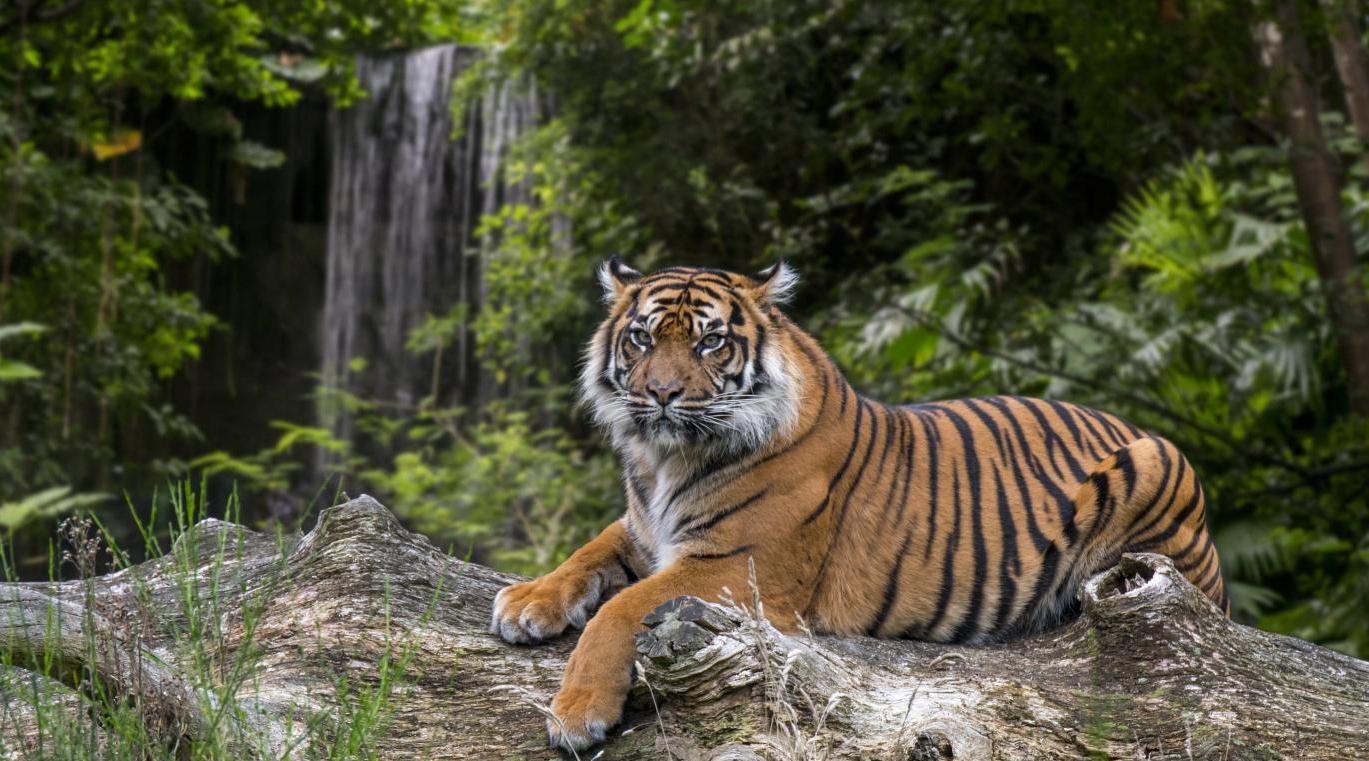 Deux tigres de Sumatra infectés au Covid-19 dans un zoo indonésien