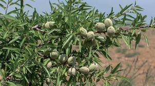 Taounate : Reconversion de 115 ha de céréales en amandier (DPA)