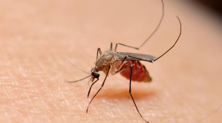 Paludisme : Un nouveau protocole réduit de 70% les cas graves (Etude)