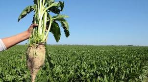 Sidi Bennour : une production de 748.663 tonnes de betterave à sucre au titre d…