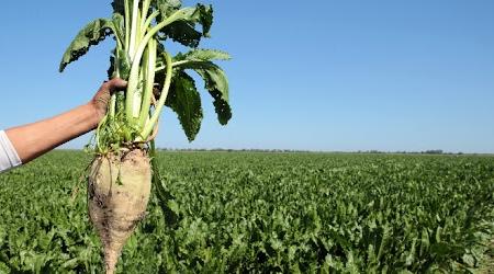 Sidi Bennour : une production de 748.663 tonnes de betterave à sucre au titre d…