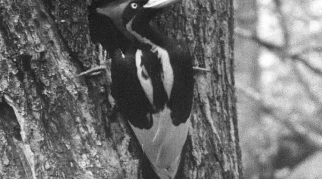 Animaux : Les Etats-Unis déclarent 23 espèces définitivement éteintes