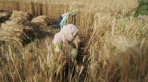 FAO : Les prix mondiaux des produits alimentaires fléchissent en décembre
